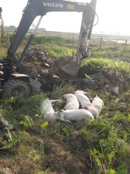 Hộ chăn nuôi ở Hưng Tân đối mặt với dịch tả lợn châu Phi bùng phát trở lại