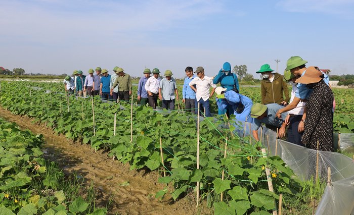Đoàn đại biểu Tỉnh và huyện tham quan mô hình trồng cây dưa chuột trên đất hai lúa ở Làng Phan