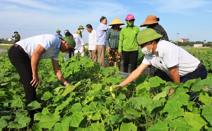 Mô hình trồng cây dưa chuột trên đất hai lúa ở Làng Phan cho thu nhập cao