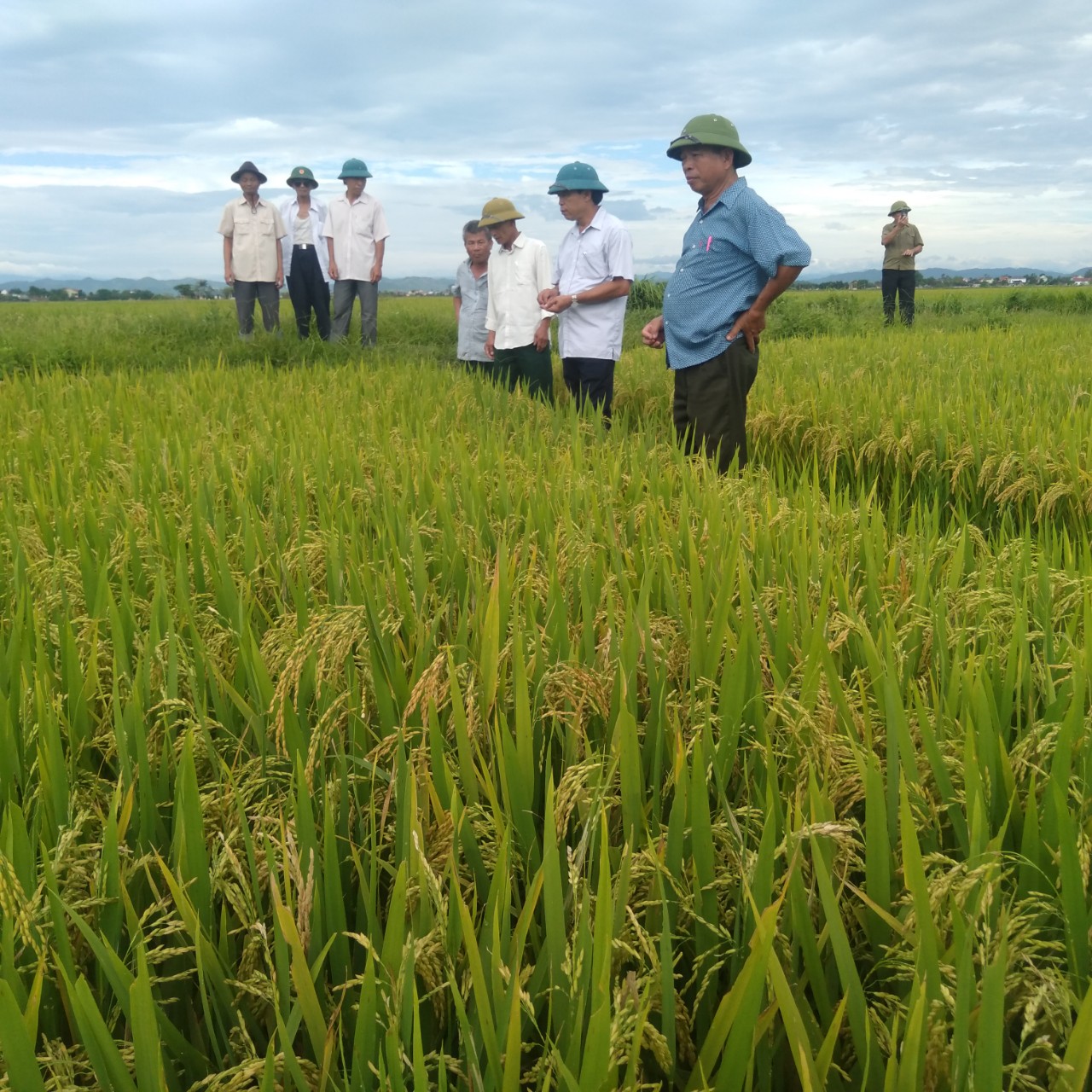 Kiểm tra đồng 1